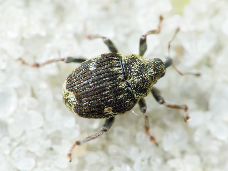Nedyus quadrimaculatus (Linnaeus, 1758)